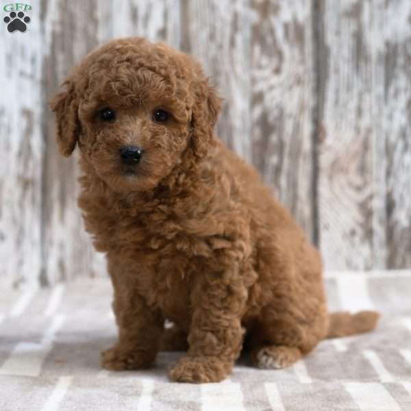 Kimberly, Mini Labradoodle Puppy
